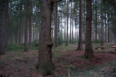 Erlbusch bei Mausbach