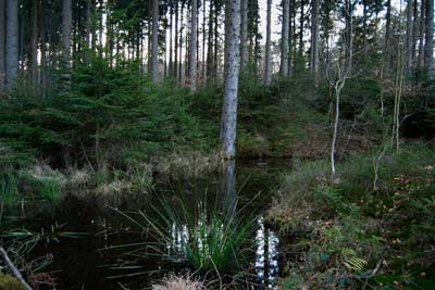 Erlbusch bei Mausbach