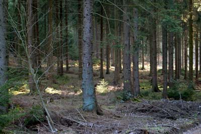 Süssendell Wirtschaftswald, März 2016 Süssendell Wirtschaftswald