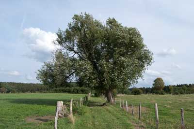 Weidenbaum in Mausbach, An der Wasserkaul/Elle