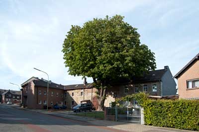 Kastanie an der Dechant-Brock-Straße Kastanie, Mausbach