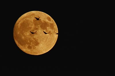 Mond mit Kranichen Mond mit Kranichen
