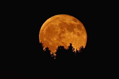 Flower Moon Flower Moon
