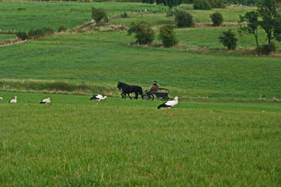 Kutschfahrt mit Störchen Kutschfahrt mit Störchen in Mausbach, An der Wasserkaul/Elle