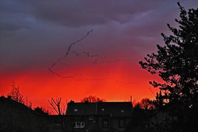 Kraniche im Abendrot über Mausbach Kraniche über Mausbach