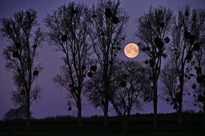 Pink Moon (Untergang) Pink Moon