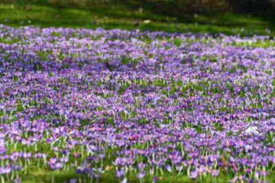 Krokusse im Pfarrer-Ortmanns-Park, 2023